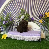 Febe , a female Shih Tzu for sale in Abilene, TX – Photo 1 of 3