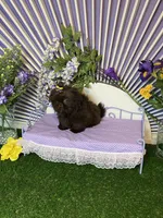 Febe , a female Shih Tzu for sale in Abilene, TX – Photo 2 of 3