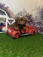 Chocolate Nico , a male Shih Tzu for sale in Abilene, TX – 8 of 10