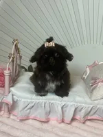 Tippy dark chocolate , a female Shih Tzu for sale in Abilene, TX – 3 of 10