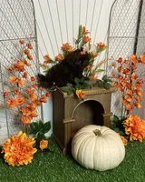Peter pumpkin eater , a male Shih Tzu for sale in Abilene, TX – 3 of 10