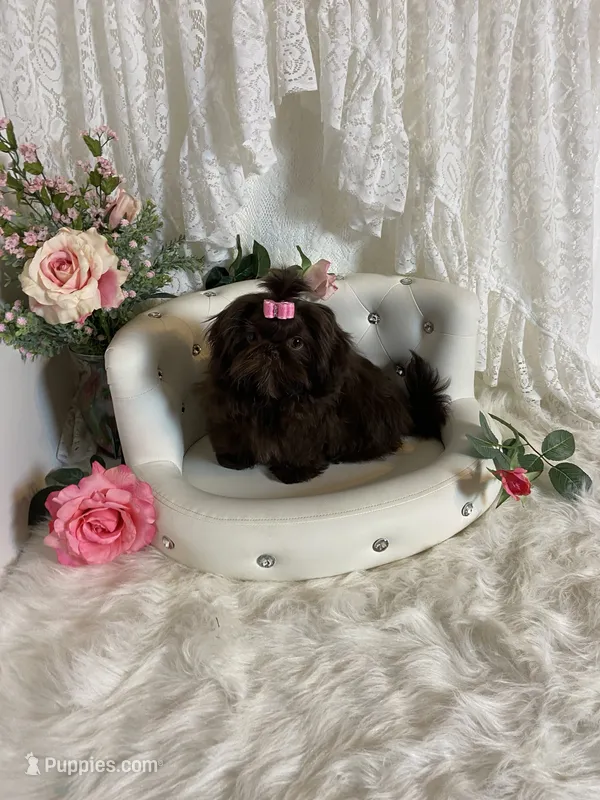 AKC Tyra – Shih Tzu puppy for sale in Abilene, TX