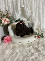 AKC Tyra, a female Shih Tzu for sale in Abilene, TX – 2 of 9