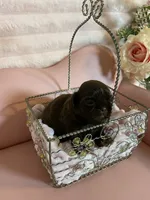 Baby girl, a female Shih Tzu for sale in Abilene, TX – 3 of 7