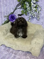 Tippy dark chocolate , a female Shih Tzu for sale in Abilene, TX – 10 of 10