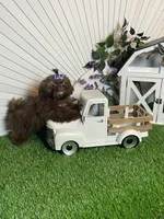 Kim chi, a male Shih Tzu for sale in Abilene, TX – 8 of 10