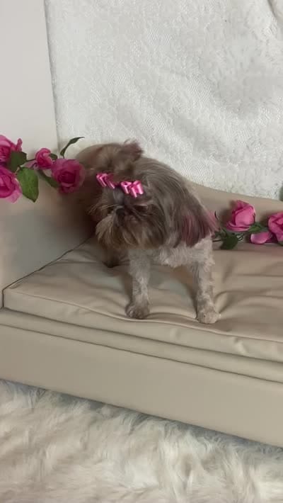 Adult rosey, a female Shih Tzu for sale in Abilene, TX – 4 of 4