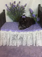Tippy, a female Shih Tzu for sale in Abilene, TX – 10 of 10