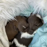 Sprig, a female Shih Tzu for sale in Abilene, TX – Photo 5 of 5