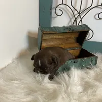 Sprig, a female Shih Tzu for sale in Abilene, TX – Photo 4 of 5