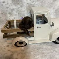 Sprig, a female Shih Tzu for sale in Abilene, TX – Photo 3 of 5