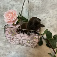 Sprig, a female Shih Tzu for sale in Abilene, TX – Photo 1 of 5