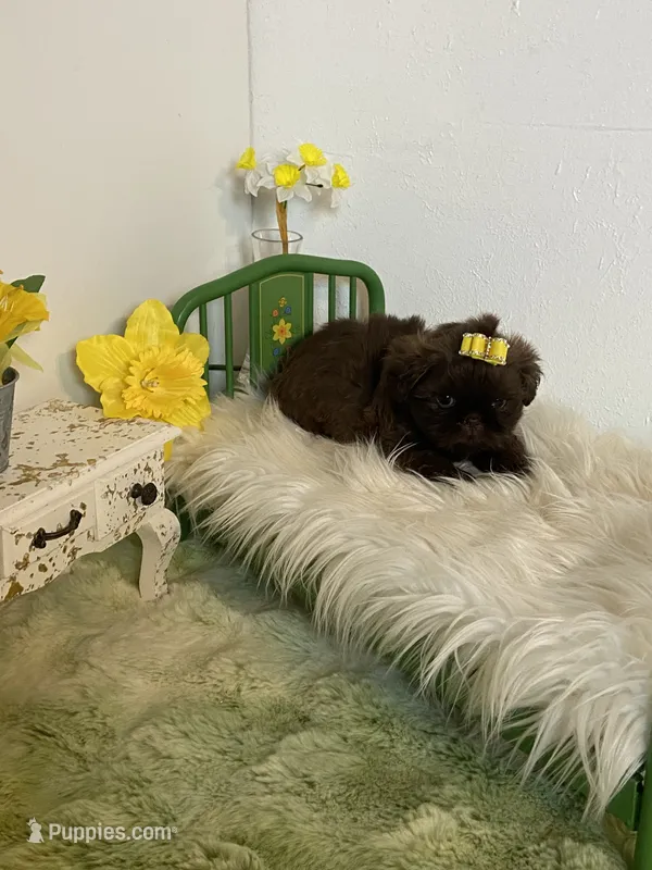 Mommas baby gucci – Shih Tzu puppy for sale in Abilene, TX