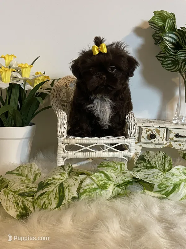 Little Rambo  – Shih Tzu puppy for sale in Abilene, TX