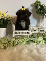 Little Rambo , a male Shih Tzu for sale in Abilene, TX – Photo 4 of 8