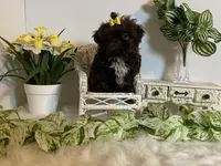 Little Rambo , a male Shih Tzu for sale in Abilene, TX – Photo 5 of 8