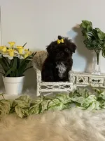 Little Rambo , a male Shih Tzu for sale in Abilene, TX – Photo 7 of 8