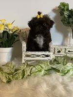 Little Rambo , a male Shih Tzu for sale in Abilene, TX – Photo 2 of 8