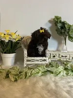 Little Rambo , a male Shih Tzu for sale in Abilene, TX – Photo 6 of 8