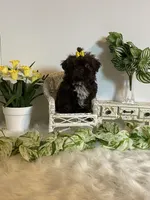 Little Rambo , a male Shih Tzu for sale in Abilene, TX – Photo 8 of 8