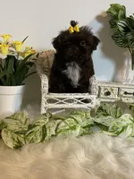 Little Rambo , a male Shih Tzu for sale in Abilene, TX – Photo 3 of 8