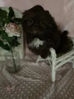 Kinsey, a female Shih Tzu for sale in Abilene, TX – Photo 2 of 4