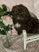 Kinsey, a female Shih Tzu for sale in Abilene, TX – Photo 4 of 4