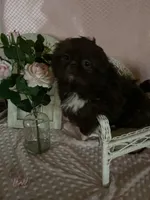 Kinsey, a female Shih Tzu for sale in Abilene, TX – Photo 3 of 4