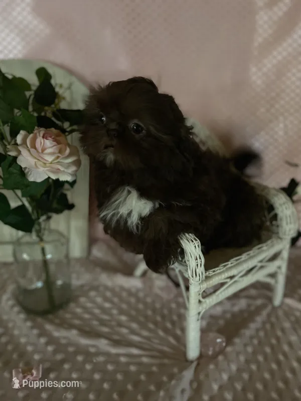 Kinsey, a female Shih Tzu for sale in Abilene, TX – Photo 1 of 4