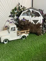 Kimchi, a male Shih Tzu for sale in Abilene, TX – 6 of 7