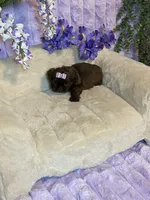 Mommas baby gucci, a female Shih Tzu for sale in Abilene, TX – 3 of 9