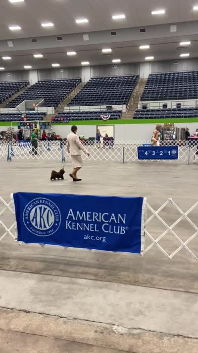 AKC Tyra, a female Shih Tzu for sale in Abilene, TX – 9 of 9