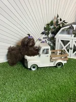 Kim chi, a male Shih Tzu for sale in Abilene, TX – 7 of 10