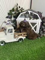Kimchi, a male Shih Tzu for sale in Abilene, TX – 4 of 7