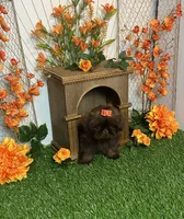 Baby girl gucci, a female Shih Tzu for sale in Abilene, TX – 2 of 9