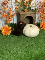 Peter pumpkin eater , a male Shih Tzu for sale in Abilene, TX – 5 of 10