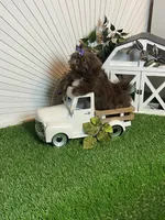 Kim chi, a male Shih Tzu for sale in Abilene, TX – 5 of 10