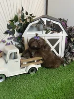 Kimchi, a male Shih Tzu for sale in Abilene, TX – 3 of 7