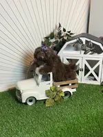 Kim chi, a male Shih Tzu for sale in Abilene, TX – 3 of 10
