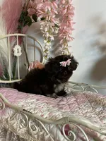 Tippy Coachella , a female Shih Tzu for sale in Abilene, TX – 5 of 10