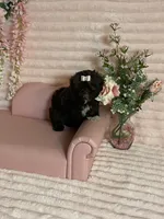 Hershey chocolate , a female Shih Tzu for sale in Abilene, TX – 4 of 10