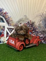 Chocolate Nico , a male Shih Tzu for sale in Abilene, TX – 5 of 10