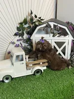 Kim chi, a male Shih Tzu for sale in Abilene, TX – 10 of 10