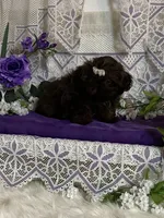 Tyra, a female Shih Tzu for sale in Abilene, TX – Photo 2 of 8