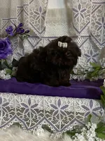 Tyra, a female Shih Tzu for sale in Abilene, TX – Photo 1 of 8