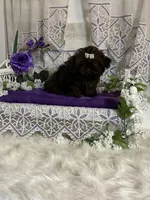 Tyra, a female Shih Tzu for sale in Abilene, TX – Photo 5 of 8