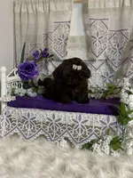 Tyra, a female Shih Tzu for sale in Abilene, TX – Photo 8 of 8