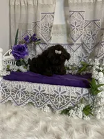 Tyra, a female Shih Tzu for sale in Abilene, TX – Photo 3 of 8