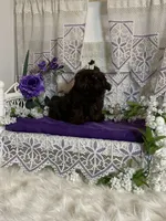 Tyra, a female Shih Tzu for sale in Abilene, TX – Photo 4 of 8