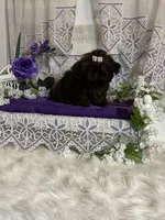 Tyra, a female Shih Tzu for sale in Abilene, TX – Photo 7 of 8